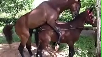 Play New horse fucking video